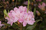 Piedmont rhododendron